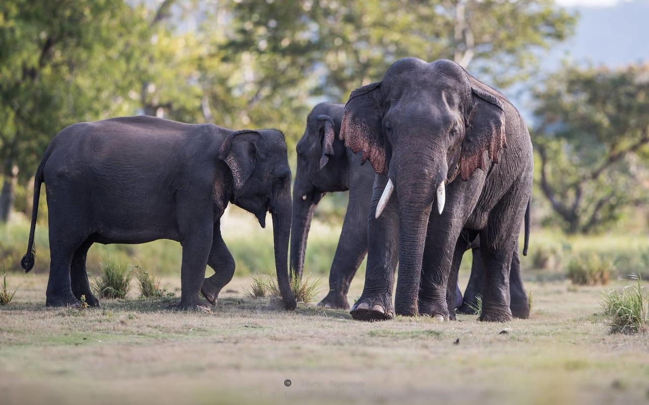 Wilpattu Dolosmahe Экстерьер фото