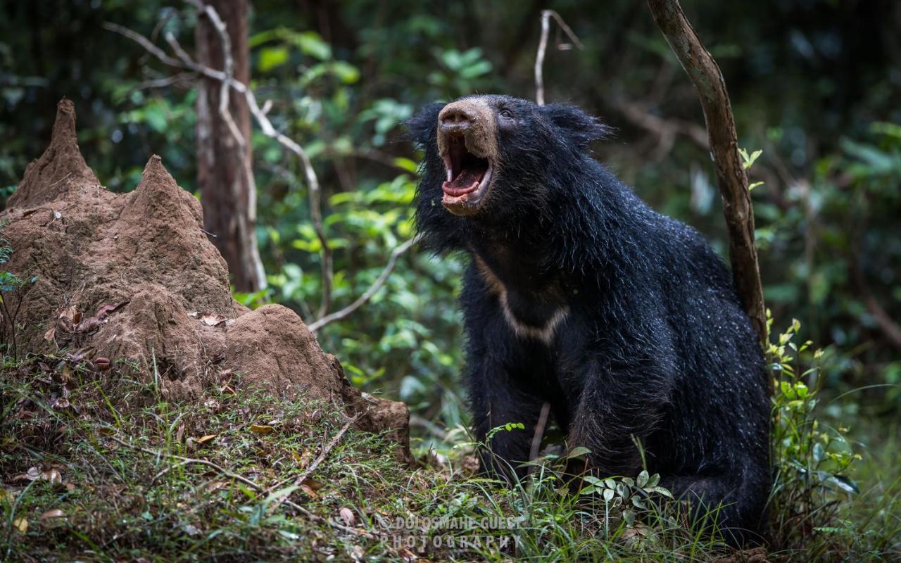 Wilpattu Dolosmahe Экстерьер фото