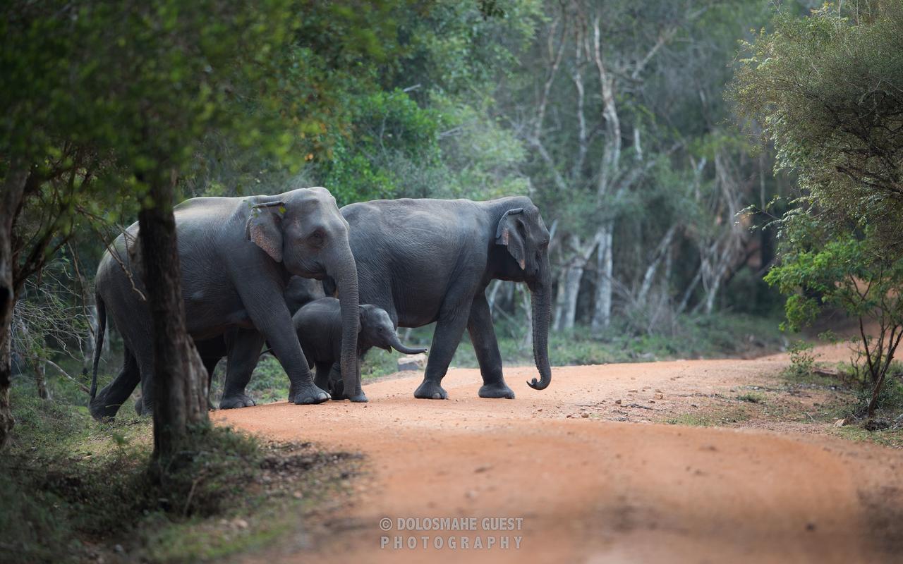 Wilpattu Dolosmahe Экстерьер фото