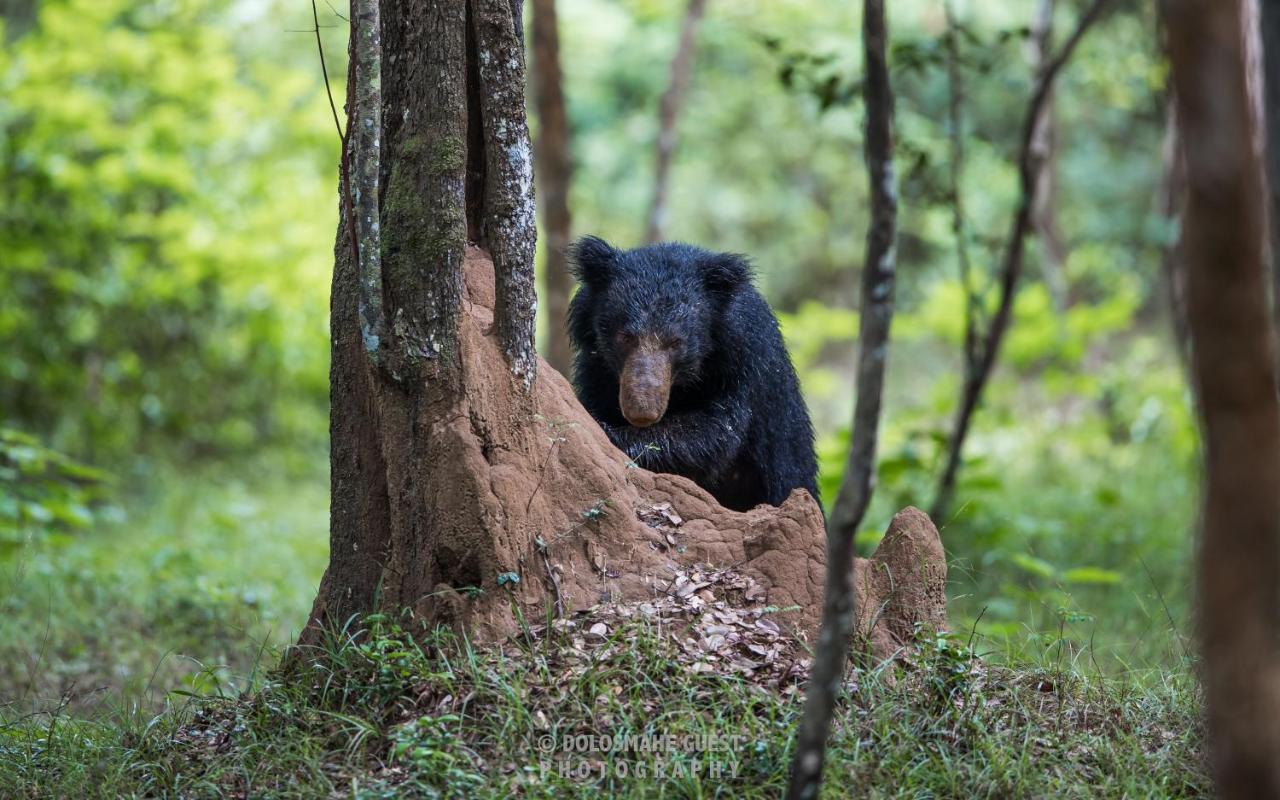 Wilpattu Dolosmahe Экстерьер фото