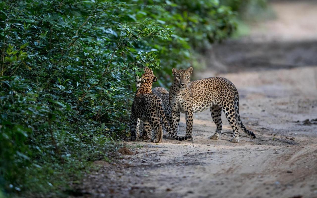Wilpattu Dolosmahe Экстерьер фото